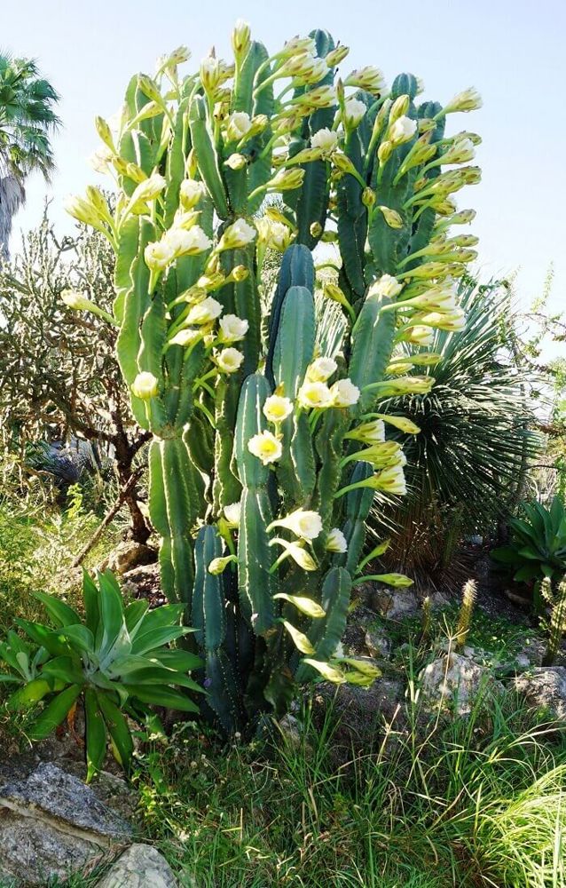 Цереус (cereus): что это такое, уход в домашних условиях, выбор земли и горшка для цветка, а также фото кактуса