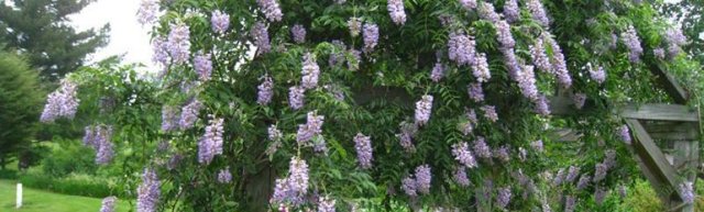 Сорта глицинии и виды Вистерии (wisteria) на фото: белая японская, морозостойкая Макростахия Блю Мун (macrostachya blue moon), Блэк Дракон и  другие названия