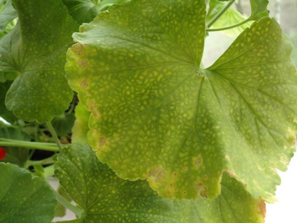 Болезни герани и их лечение с фото: борьба с черной ножкой и другими недугами и вредителями, а также уход за этим комнатным растением в домашних условиях