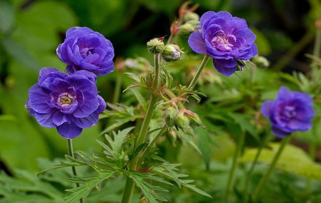 Герань великолепная: все о правилах посадки и ухода за этим цветком, фото растения, какие популярные сорта существуют на сегодняшний день?