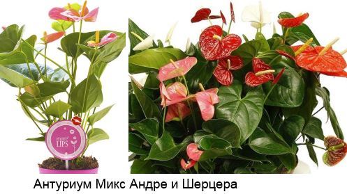 Антуриум оранжевый: фото растения и описание сортов — Беби, Чемпион, Амаретти, а также похожие цветы и уход в домашних условиях