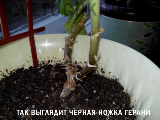 Болезни герани и их лечение с фото: борьба с черной ножкой и другими недугами и вредителями, а также уход за этим комнатным растением в домашних условиях