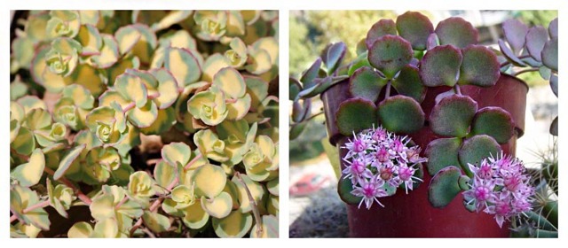 Очиток и все другие названия суккулента: седум (sedum), заячья капуста, скрипун, грыжная и лихорадочная трава, описание комнатного и садового растения, фото цветка