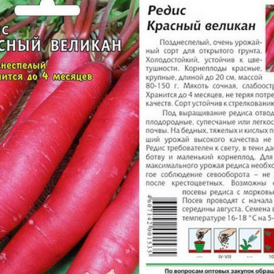 Лучшие сорта редиса для Подмосковья и средней полосы России: какие виды овоща подойдут для получения хорошего урожая в открытом грунте в этих регионах?