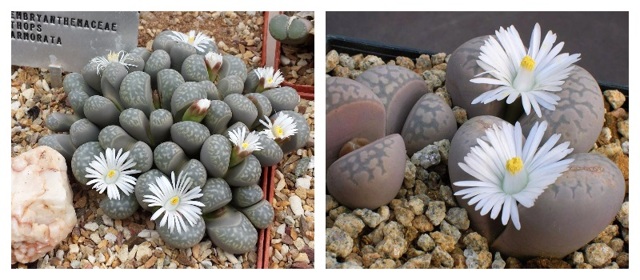 Литопсы (lithops) или 