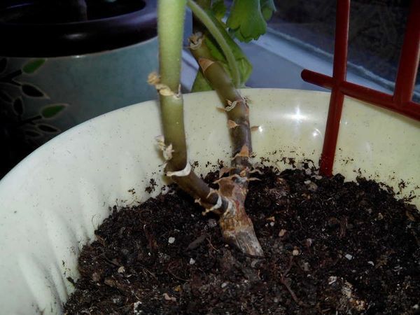 Болезни герани и их лечение с фото: борьба с черной ножкой и другими недугами и вредителями, а также уход за этим комнатным растением в домашних условиях