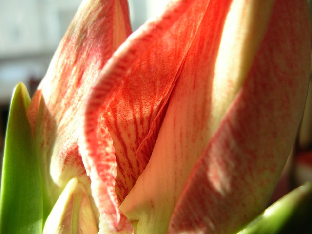 Амариллис: фото комнатного цветка и его вида Ворслеи, как выглядит растение, отличие от примулы, также строение луковицы и листьев, уход в домашних условиях