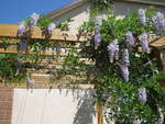 Сорта глицинии и виды Вистерии (wisteria) на фото: белая японская, морозостойкая Макростахия Блю Мун (macrostachya blue moon), Блэк Дракон и  другие названия