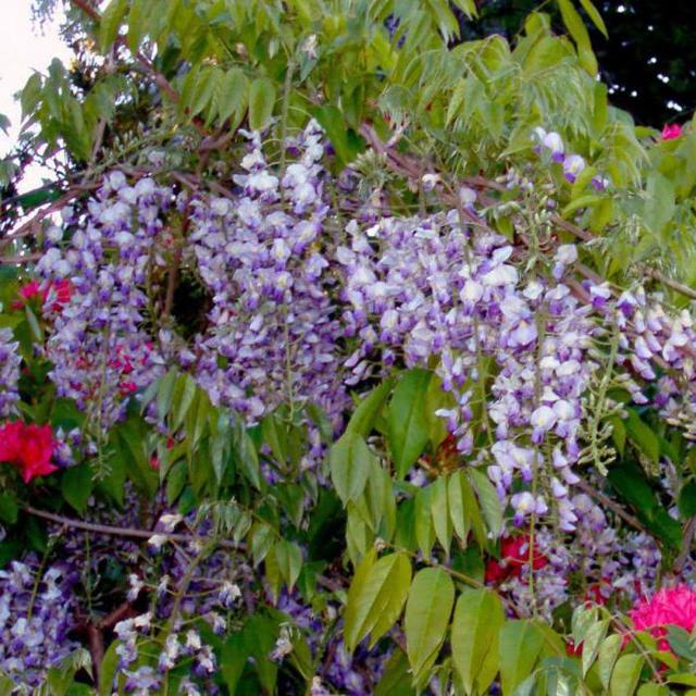 Глициния Блю мун: фото морозостойкой макростахии Голубая луна или wisteria macrostachya blue moon, уход за ней и посадка