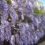 Сорта глицинии и виды Вистерии (wisteria) на фото: белая японская, морозостойкая Макростахия Блю Мун (macrostachya blue moon), Блэк Дракон и  другие названия