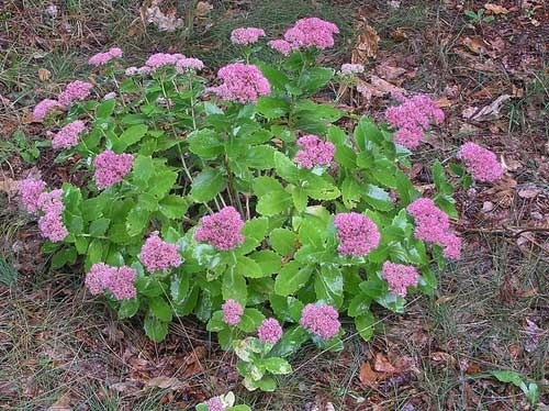Очиток и все другие названия суккулента: седум (sedum), заячья капуста, скрипун, грыжная и лихорадочная трава, описание комнатного и садового растения, фото цветка