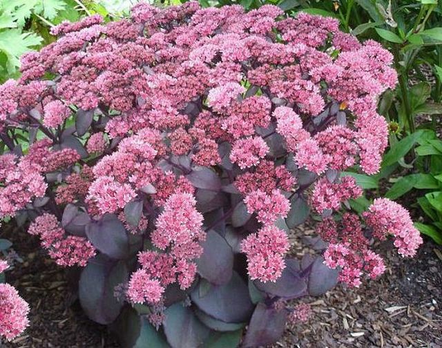 Очиток и все другие названия суккулента: седум (sedum), заячья капуста, скрипун, грыжная и лихорадочная трава, описание комнатного и садового растения, фото цветка