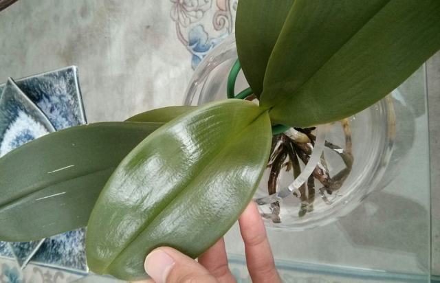 Болезни орхидей фаленопсис и их лечение: фото распространенных проблем, реанимация корней растения в домашних условиях и как спасти цветок?