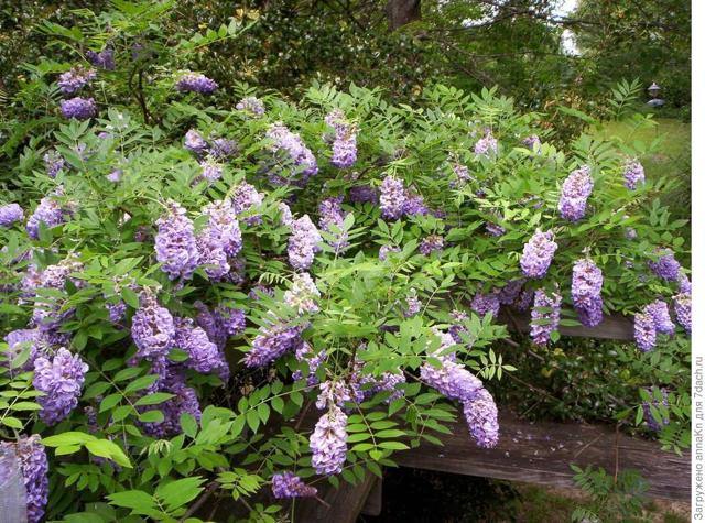 Глициния Блю мун: фото морозостойкой макростахии Голубая луна или wisteria macrostachya blue moon, уход за ней и посадка