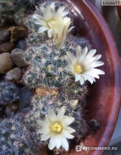 Маммиллярия Пролифера (mammillaria prolifera): почему ее называют побегоносной, как выглядит на фото и что нужно для ухода?