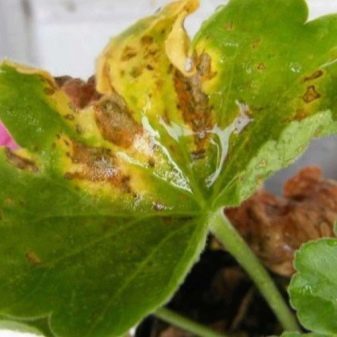 Болезни герани и их лечение с фото: борьба с черной ножкой и другими недугами и вредителями, а также уход за этим комнатным растением в домашних условиях