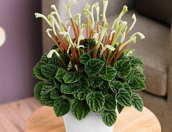 Пеперомия (peperomia): что это такое - фото и описание комнатного растения, лечебные свойства, польза для дома, относится ли к суккулентным и где родина цветка?