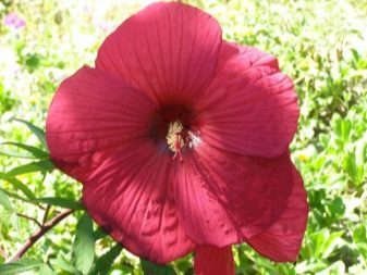 Гибискус травянистый: описание и фото сортов, уход за этим зимостойким уличным многолетником, способы размножения, борьба с болезнями и вредителями, похожие цветы