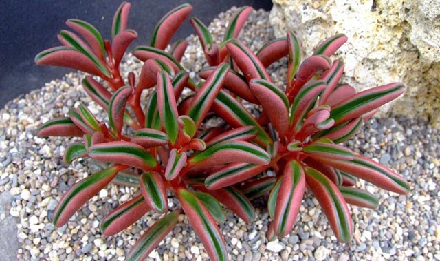Пеперомия (peperomia): что это такое - фото и описание комнатного растения, лечебные свойства, польза для дома, относится ли к суккулентным и где родина цветка?