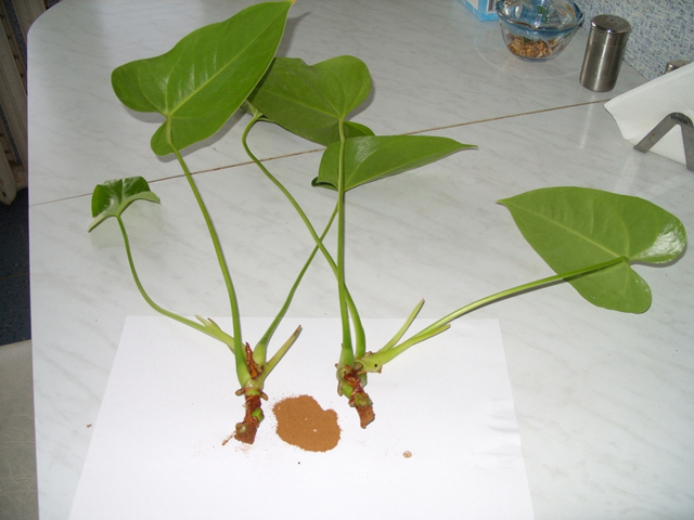 Комнатное растение антуриум лазящий: как выглядит на фото, что за уход ему требуется в домашних условиях и каким образом размножается?