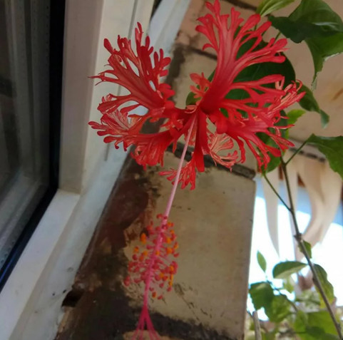 Гибискус Фаербол: описание, фото сорта, уход в домашних условиях, черенкование и посадка семенами, похожие цветы