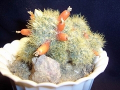 Маммиллярия Пролифера (mammillaria prolifera): почему ее называют побегоносной, как выглядит на фото и что нужно для ухода?