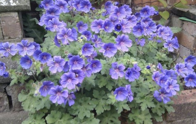 Герань великолепная: все о правилах посадки и ухода за этим цветком, фото растения, какие популярные сорта существуют на сегодняшний день?