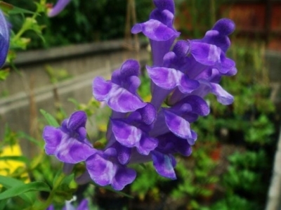 Байкальский шлемник (scutellaria baicalensis): описание, фото и правила посадки растения, а также способы выращивания, включая из семян, и инструкция по уходу