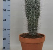 Цереус (cereus): что это такое, уход в домашних условиях, выбор земли и горшка для цветка, а также фото кактуса