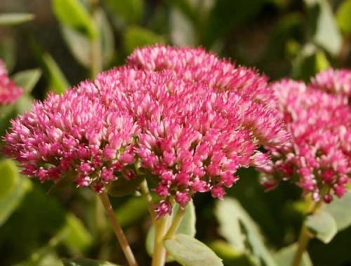 Очиток и все другие названия суккулента: седум (sedum), заячья капуста, скрипун, грыжная и лихорадочная трава, описание комнатного и садового растения, фото цветка