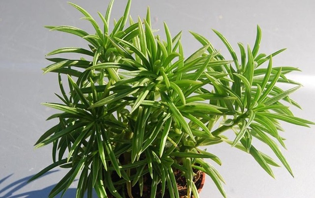 Пеперомия (peperomia): что это такое - фото и описание комнатного растения, лечебные свойства, польза для дома, относится ли к суккулентным и где родина цветка?