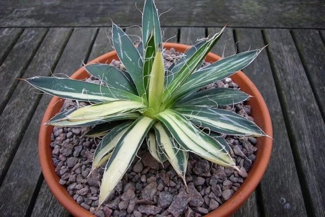 Агава (agave): что это такое, описание суккулента и его плодов, фото сортов цветка, история происхождения комнатного растения и на каком материке оно обитает