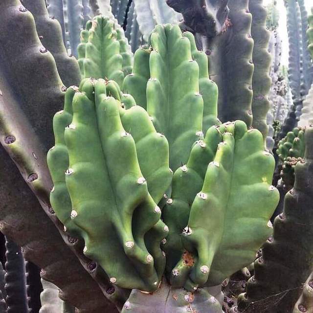 Цереус (cereus): что это такое, уход в домашних условиях, выбор земли и горшка для цветка, а также фото кактуса