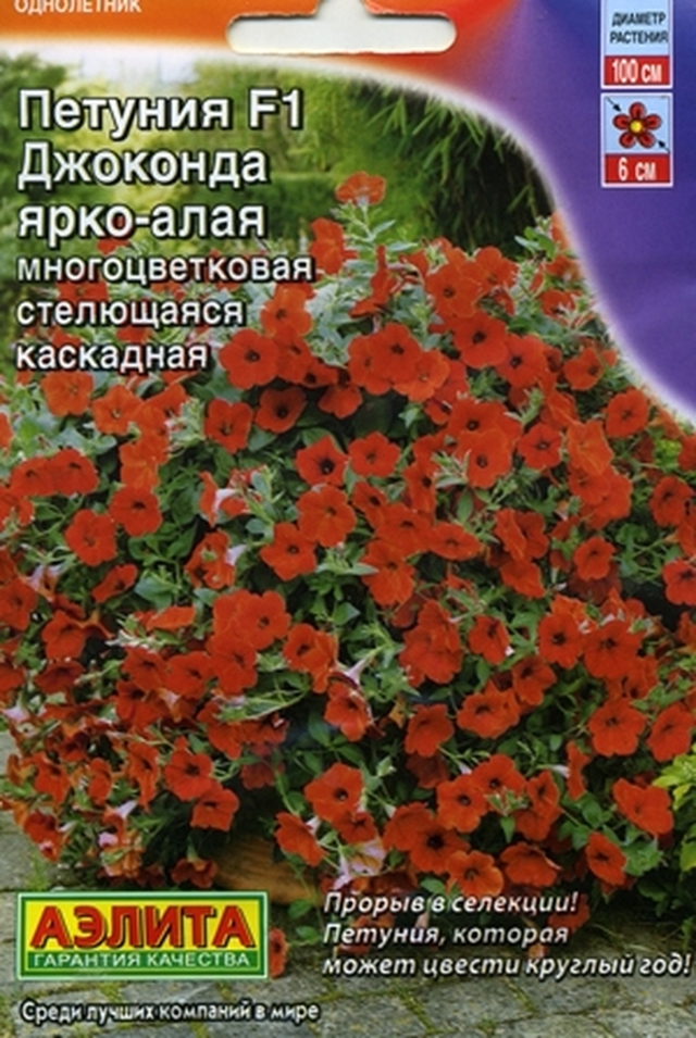 Петуния Джоконда: виды (оранжевая, алая, мини и другие) и их фото, уход за растением, болезни и проблемы