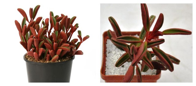 Пеперомия (peperomia): что это такое - фото и описание комнатного растения, лечебные свойства, польза для дома, относится ли к суккулентным и где родина цветка?